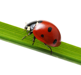 Ladybug on grass