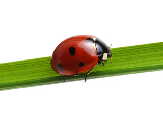 Ladybug on grass