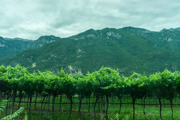 Italy,La Spezia to Kasltelruth train, a wineyard with a mountain in the background