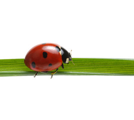 Ladybug on grass