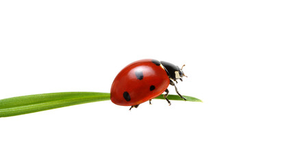 Fototapeta premium Ladybug on grass