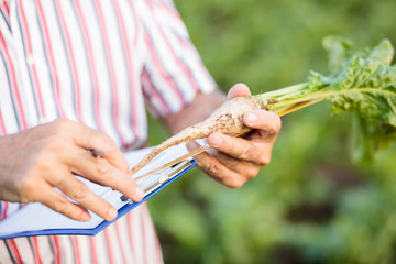 Senior agronomist or farmer measuring sugar beet roots with a ruler and writing data into questionnaire. Close-up photo, focus on foreground. Organic food production