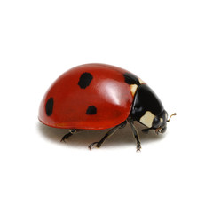 Ladybug isolated on white