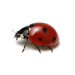 Ladybug isolated on white