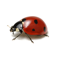 Ladybug isolated on white