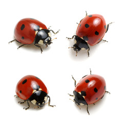 Fototapeta premium Collection of ladybugs