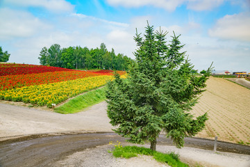 African Marigold, Salvia splendens blossom in rainbow lines in the famous and beautiful Panoramic Flower Gardens Shikisai-no-oka