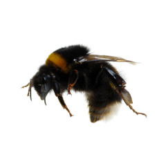 bumblebee isolated on the white