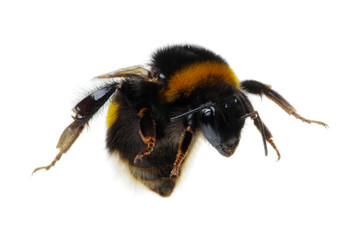bumblebee isolated on the white