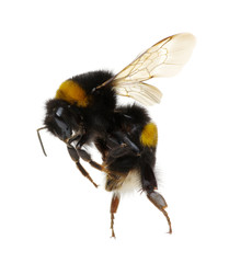bumblebee isolated on the white