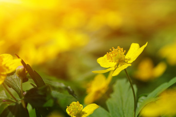 field of spring flowers