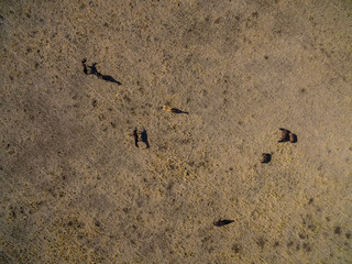 Troop of horses, on the plain, in La Pampa, Argentina