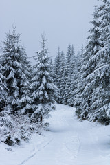 Mountain winter road covered in snow tree
