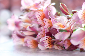 Fototapeta na wymiar pink flowers on a black background