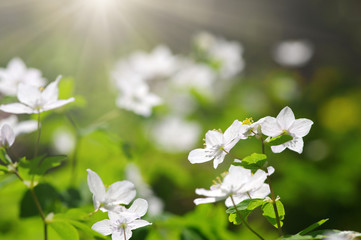 field of spring flowers