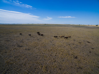 Troop of horses, on the plain, in La Pampa, Argentina