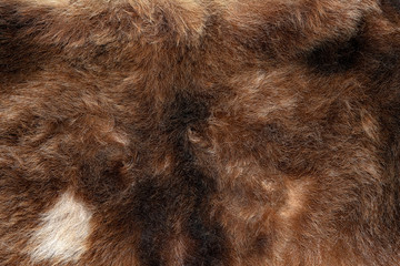Natural bear fur texture. Real coat