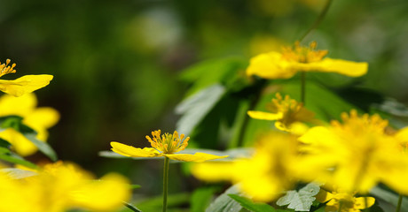 field of spring flowers