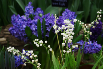 white lilies and purple hyacinths at the flower show