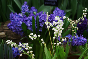 Obraz premium white lilies and purple hyacinths at the flower show