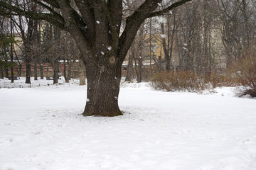old oak tree in moscow in snowfall
