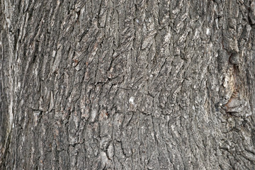 tree bark texture