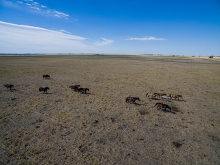 Troop of horses, on the plain, in La Pampa, Argentina