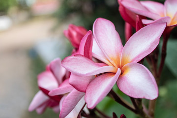 Obraz na płótnie Canvas pink plumeria flower