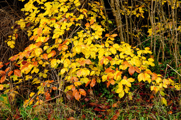 Autumn colour
