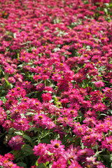 Close up small pink flowers field background