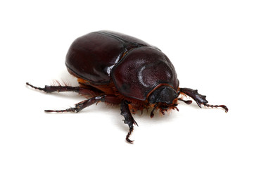 Beetle isolated on white