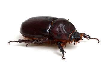 Beetle isolated on white
