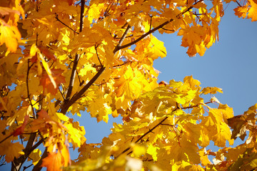 Autumn nature. Yellow foliage, branches of a tree with colorful maple leaves