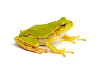 Green tree frog