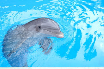 Naklejka premium Dolphin