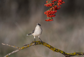 Bay winged Cowbird