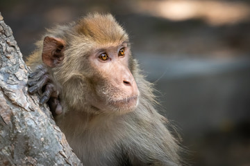 Close up of expressions of this beautiful brown eyed monkey in the forest