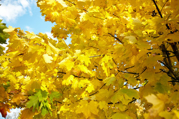 Autumn nature. Yellow foliage, branches of a tree with colorful maple leaves