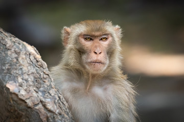 Close up of expressions of this beautiful brown eyed monkey in the forest