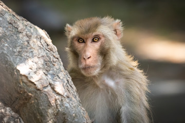 Close up of expressions of this beautiful brown eyed monkey in the forest