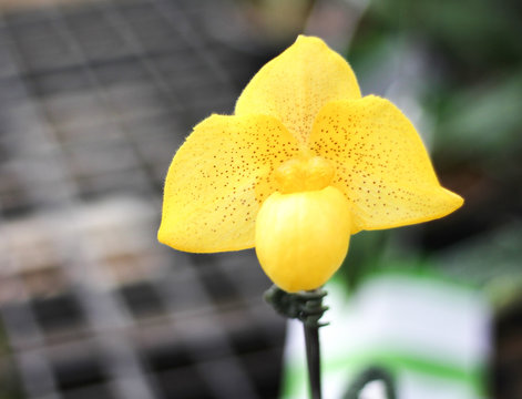 Colorful flowers yellow orchid or paphiopedilum concolor blooming in garden  , natural ornamental pattern  on background