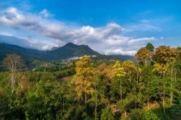 Tropical forest with peak of mountain on sunny day. Drone view of amazing forest landscape 