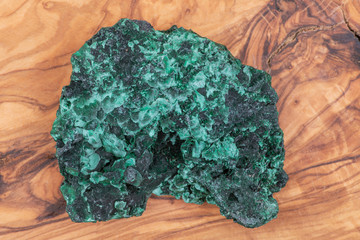 Dark green fibrous Malachite cluster from Shaba Province, Zaire, on natural olive wood.
