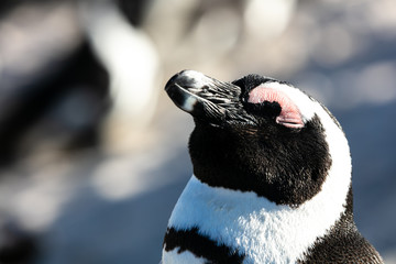 Penguin at Boulders Beach © James_Kerwin