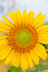 Naklejka premium Sun flower at flower farm in Thailand. Algriculture flower farm in Thailand. Nature flower background