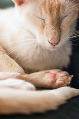 Cream Point Siamese cat with eyes closed. Close up shot