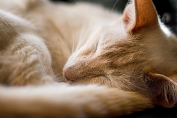 Cream Point Siamese cat with eyes closed curlled up sleeping. Close up shot