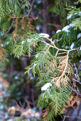 tree branch in winter