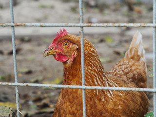 Hen behind a wire fence