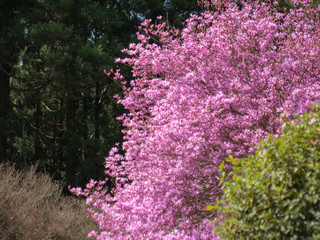 ピンクの木